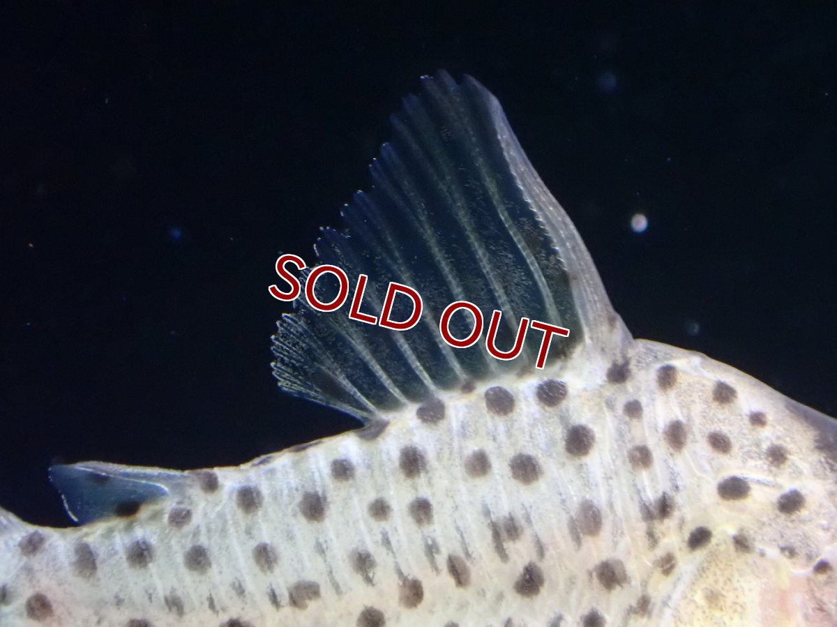 画像2: 【30%OFF対象商品30周年セール 淡水魚】【淡水魚】【通販】レア種 コリドラス アトロペルソナータス ビッグスポット ペルー産 ワイルド【１匹 サンプル画像】±4cm(生体)(熱帯魚)NKCR (2)