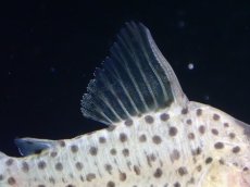 画像2: 【決算セール クーポンご利用で更に10％OFF対象商品】【淡水魚】【通販】レア種 コリドラス アトロペルソナータス ビッグスポット ペルー産 ワイルド【１匹 サンプル画像】±4cm(生体)(熱帯魚)NKCR (2)