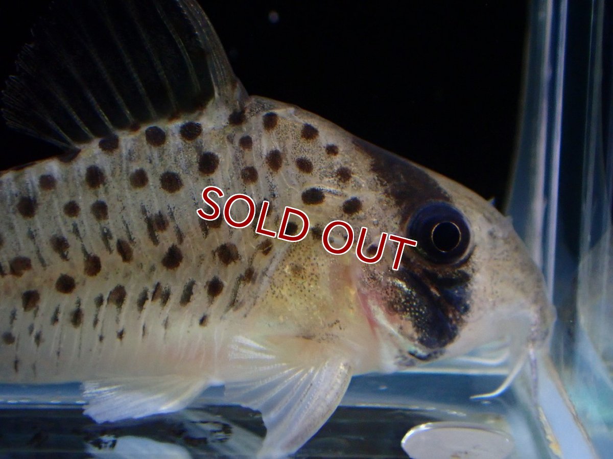 画像3: 【30%OFF対象商品30周年セール 淡水魚】【淡水魚】【通販】レア種 コリドラス アトロペルソナータス ビッグスポット ペルー産 ワイルド【１匹 サンプル画像】±4cm(生体)(熱帯魚)NKCR (3)