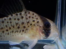 画像3: 【決算セール クーポンご利用で更に10％OFF対象商品】【淡水魚】【通販】レア種 コリドラス アトロペルソナータス ビッグスポット ペルー産 ワイルド【１匹 サンプル画像】±4cm(生体)(熱帯魚)NKCR (3)