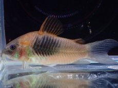 画像1: 【決算セール クーポンご利用で更に10％OFF対象商品】【淡水魚】【通販】コリドラス アエネウス コロンビア産 ワイルド【１匹 サンプル画像】(±4cm)(コリドラス)(生体)(熱帯魚)NKCR (1)