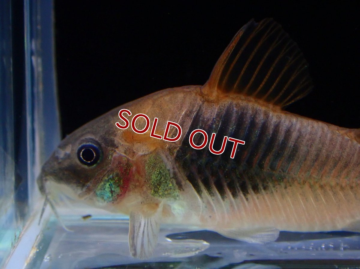 画像3: 【10%OFF対象商品30周年セール】【淡水魚】【通販】コリドラス アエネウス コロンビア産 ワイルド【１匹 サンプル画像】(±4cm)(コリドラス)(生体)(熱帯魚)NKCR (3)