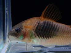 画像3: 【決算セール クーポンご利用で更に10％OFF対象商品】【淡水魚】【通販】コリドラス アエネウス コロンビア産 ワイルド【１匹 サンプル画像】(±4cm)(コリドラス)(生体)(熱帯魚)NKCR (3)