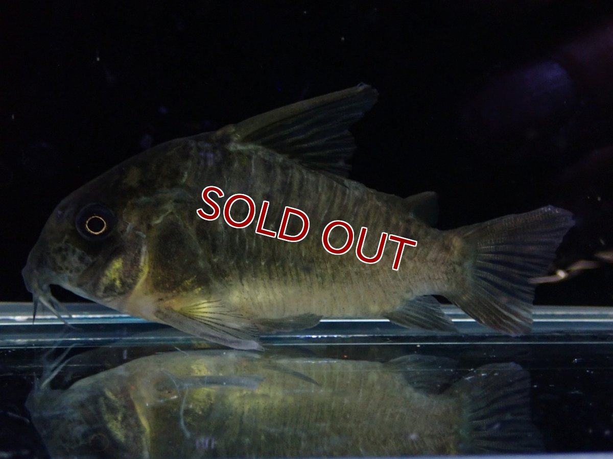 画像1: 【淡水魚】【通販】変わり種 XLサイズ コリドラス ブラックコンコロール ワイルド【1匹 サンプル画像】(コリドラス)（生体）（熱帯魚）NKCR (1)