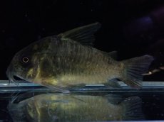 画像1: 【淡水魚】【通販】変わり種 XLサイズ コリドラス ブラックコンコロール ワイルド【1匹 サンプル画像】(コリドラス)（生体）（熱帯魚）NKCR (1)