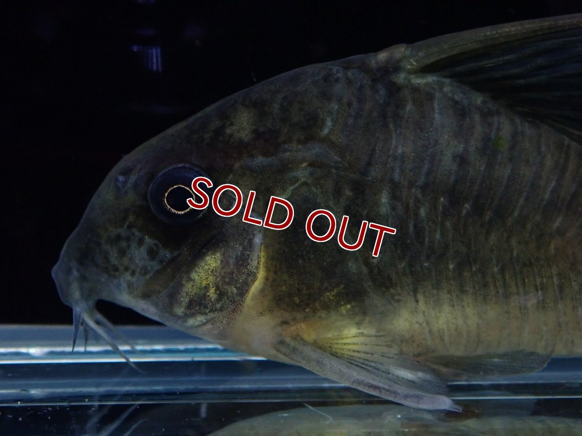 画像2: 【淡水魚】【通販】変わり種 XLサイズ コリドラス ブラックコンコロール ワイルド【1匹 サンプル画像】(コリドラス)（生体）（熱帯魚）NKCR (2)