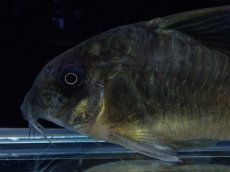 画像2: 【淡水魚】【通販】変わり種 XLサイズ コリドラス ブラックコンコロール ワイルド【1匹 サンプル画像】(コリドラス)（生体）（熱帯魚）NKCR (2)