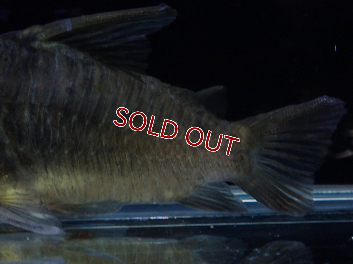 画像3: 【淡水魚】【通販】変わり種 XLサイズ コリドラス ブラックコンコロール ワイルド【1匹 サンプル画像】(コリドラス)（生体）（熱帯魚）NKCR (3)