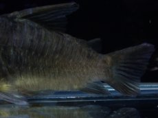 画像3: 【淡水魚】【通販】変わり種 XLサイズ コリドラス ブラックコンコロール ワイルド【1匹 サンプル画像】(コリドラス)（生体）（熱帯魚）NKCR (3)