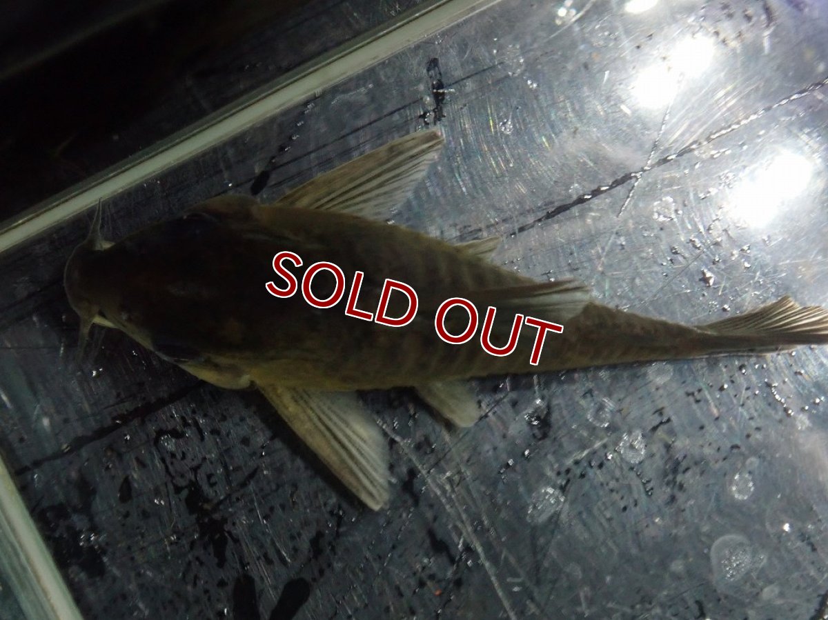 画像4: 【淡水魚】【通販】変わり種 XLサイズ コリドラス ブラックコンコロール ワイルド【1匹 サンプル画像】(コリドラス)（生体）（熱帯魚）NKCR (4)