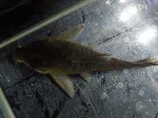 画像4: 【淡水魚】【通販】変わり種 XLサイズ コリドラス ブラックコンコロール ワイルド【1匹 サンプル画像】(コリドラス)（生体）（熱帯魚）NKCR (4)