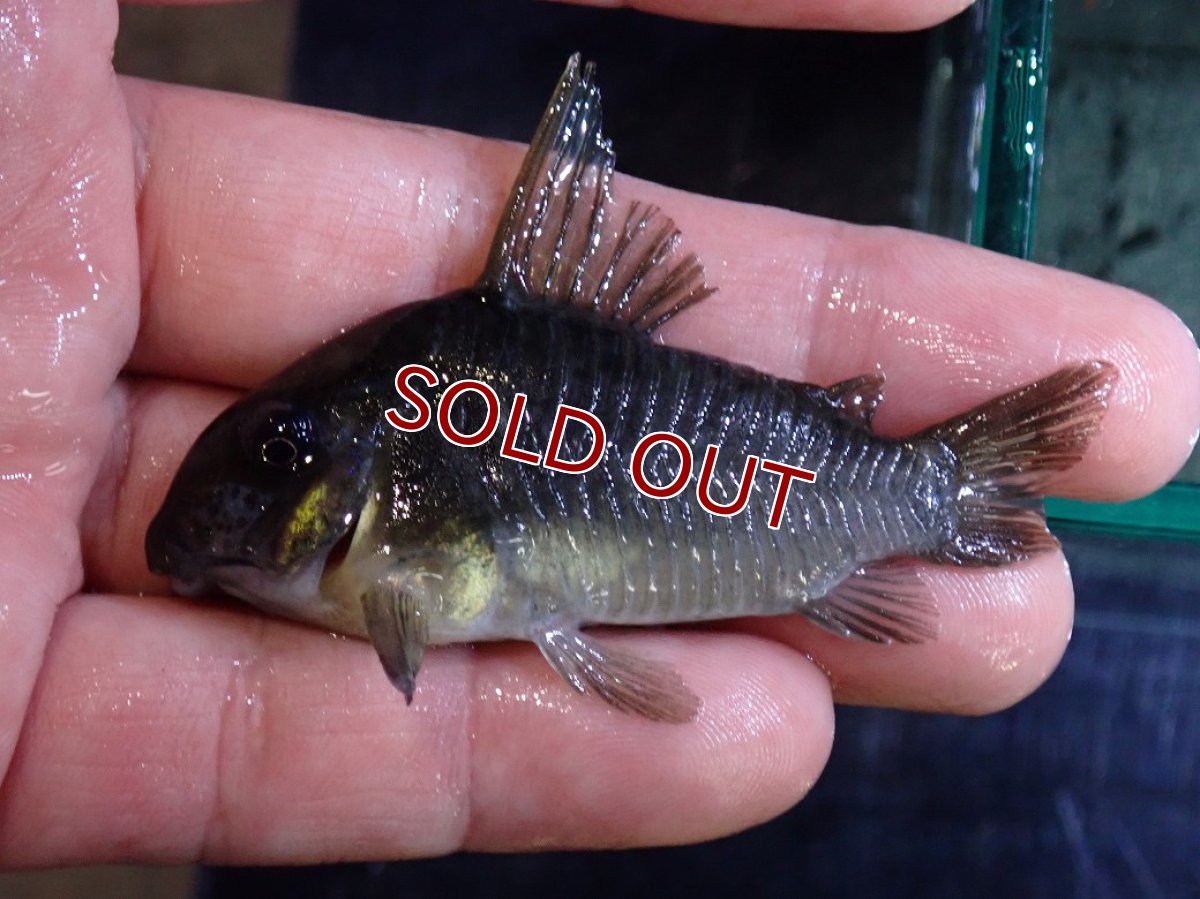 画像5: 【淡水魚】【通販】変わり種 XLサイズ コリドラス ブラックコンコロール ワイルド【1匹 サンプル画像】(コリドラス)（生体）（熱帯魚）NKCR (5)