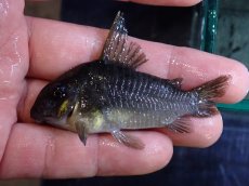 画像5: 【淡水魚】【通販】変わり種 XLサイズ コリドラス ブラックコンコロール ワイルド【1匹 サンプル画像】(コリドラス)（生体）（熱帯魚）NKCR (5)