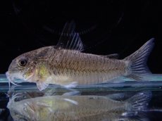 画像1: 【淡水魚】【通販】激レア コリドラス ヴィクトリア ローライマ産 ワイルド【1匹 サンプル画像】(±4cm)(コリドラス)（生体）（熱帯魚）NKCR (1)