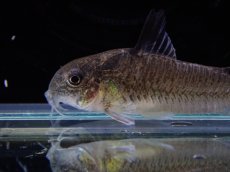 画像2: 【淡水魚】【通販】激レア コリドラス ヴィクトリア ローライマ産 ワイルド【1匹 サンプル画像】(±4cm)(コリドラス)（生体）（熱帯魚）NKCR (2)