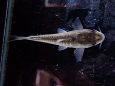 画像3: 【淡水魚】【通販】激レア コリドラス ヴィクトリア ローライマ産 ワイルド【1匹 サンプル画像】(±4cm)(コリドラス)（生体）（熱帯魚）NKCR (3)