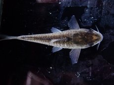 画像4: 【淡水魚】【通販】激レア コリドラス ヴィクトリア ローライマ産 ワイルド【1匹 サンプル画像】(±4cm)(コリドラス)（生体）（熱帯魚）NKCR (4)