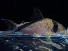 画像1: 【淡水魚】【通販】コリドラス メガメタエ ワイルド【1匹 サンプル画像】(±5cm)(コリドラス)(生体)(熱帯魚)NKＣＲ (1)