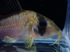 画像2: 【淡水魚】【通販】コリドラス メガメタエ ワイルド【1匹 サンプル画像】(±5cm)(コリドラス)(生体)(熱帯魚)NKＣＲ (2)