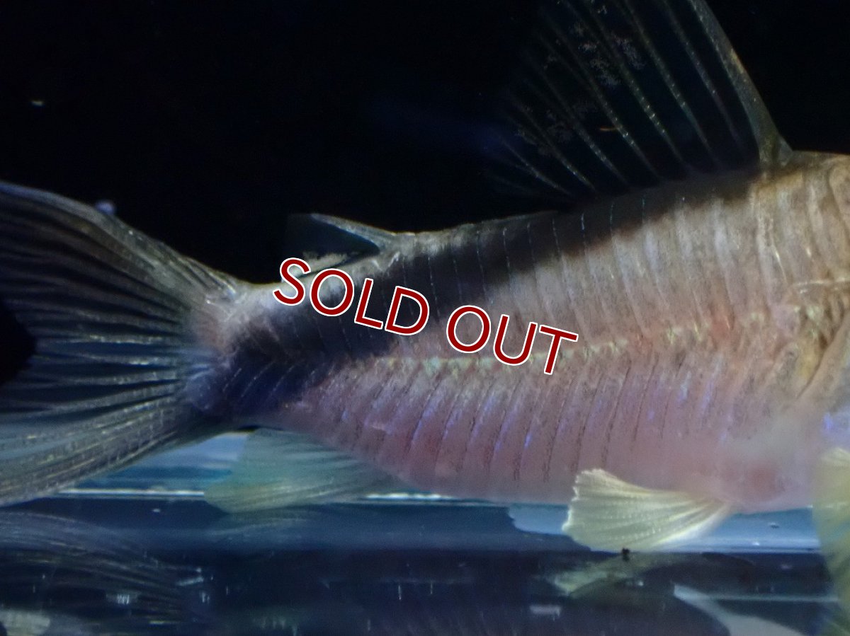 画像3: 【淡水魚】【通販】コリドラス メガメタエ ワイルド【1匹 サンプル画像】(±5cm)(コリドラス)(生体)(熱帯魚)NKＣＲ (3)