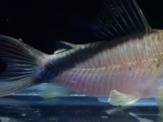 画像3: 【淡水魚】【通販】コリドラス メガメタエ ワイルド【1匹 サンプル画像】(±5cm)(コリドラス)(生体)(熱帯魚)NKＣＲ (3)