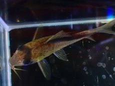 画像4: 【淡水魚】【通販】コリドラス メガメタエ ワイルド【1匹 サンプル画像】(±5cm)(コリドラス)(生体)(熱帯魚)NKＣＲ (4)