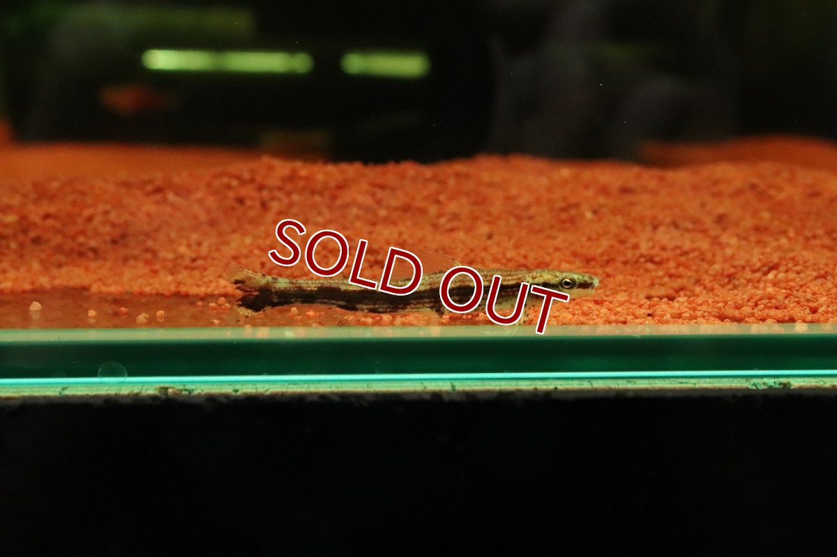 画像1: 【10%OFF対象商品30周年セール】【淡水魚】【通販】特価 グリーンダーターテトラ コロンビア産 ワイルド【1匹 サンプル画像】(珍カラ)(生体)(熱帯魚)NKCK (1)