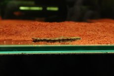 画像1: 【淡水魚】【通販】特価 グリーンダーターテトラ コロンビア産 ワイルド【1匹 サンプル画像】(珍カラ)(生体)(熱帯魚)NKCK (1)