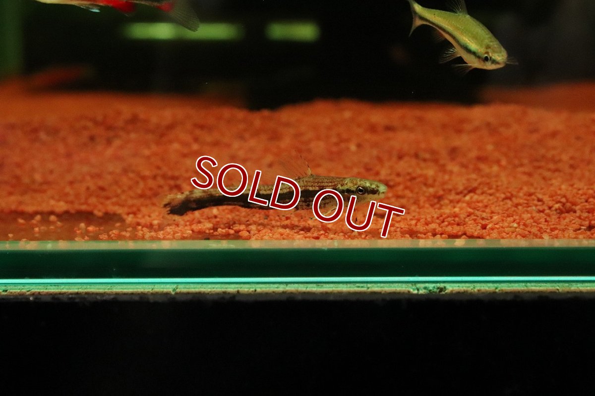 画像2: 【10%OFF対象商品30周年セール】【淡水魚】【通販】特価 グリーンダーターテトラ コロンビア産 ワイルド【1匹 サンプル画像】(珍カラ)(生体)(熱帯魚)NKCK (2)