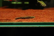 画像2: 【淡水魚】【通販】特価 グリーンダーターテトラ コロンビア産 ワイルド【1匹 サンプル画像】(珍カラ)(生体)(熱帯魚)NKCK (2)