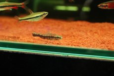 画像3: 【淡水魚】【通販】特価 グリーンダーターテトラ コロンビア産 ワイルド【1匹 サンプル画像】(珍カラ)(生体)(熱帯魚)NKCK (3)