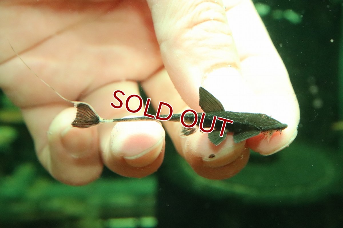 画像1: 【10%OFF対象商品30周年セール】【淡水魚】【通販】特価 カメレオンロリカリア【1匹 サンプル画像】(±7cm)(ロリカリア)(生体)(熱帯魚)NKRK (1)