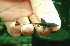 画像1: 【淡水魚】【通販】特価 カメレオンロリカリア【1匹 サンプル画像】(±7cm)(ロリカリア)(生体)(熱帯魚)NKRK (1)