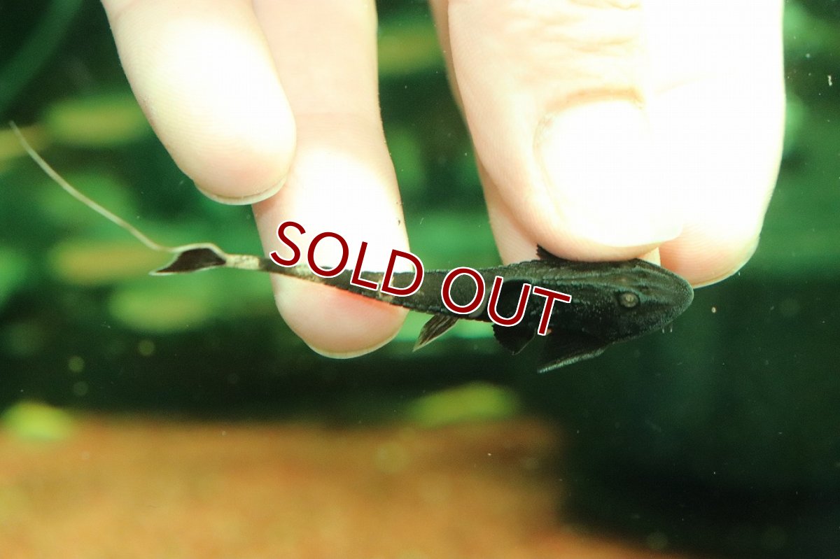 画像2: 【10%OFF対象商品30周年セール】【淡水魚】【通販】特価 カメレオンロリカリア【1匹 サンプル画像】(±7cm)(ロリカリア)(生体)(熱帯魚)NKRK (2)