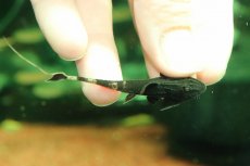 画像2: 【淡水魚】【通販】特価 カメレオンロリカリア【1匹 サンプル画像】(±7cm)(ロリカリア)(生体)(熱帯魚)NKRK (2)