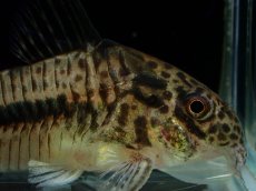 画像2: 【淡水魚】【通販】激レア コリドラス シパルウィニー シパルウィニーリバー産 ワイルド【1匹 サンプル画像】(±5cm)(生体)(熱帯魚)NKCR (2)
