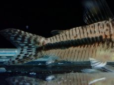 画像3: 【淡水魚】【通販】激レア コリドラス シパルウィニー シパルウィニーリバー産 ワイルド【1匹 サンプル画像】(±5cm)(生体)(熱帯魚)NKCR (3)