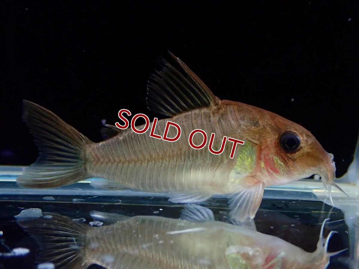 画像1: 【30%OFF対象商品30周年セール 淡水魚】【淡水魚】【通販】激レア コリドラス ギアネンシス マロニリバー産 ワイルド【1匹 サンプル画像】(±5cm)(コリドラス(生体)(熱帯魚)NKCR (1)