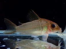 画像1: 【淡水魚】【通販】激レア コリドラス ギアネンシス マロニリバー産 ワイルド【1匹 サンプル画像】(±5cm)(コリドラス(生体)(熱帯魚)NKCR (1)