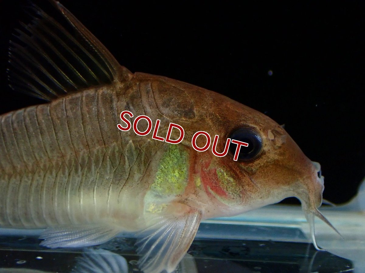 画像2: 【30%OFF対象商品30周年セール 淡水魚】【淡水魚】【通販】激レア コリドラス ギアネンシス マロニリバー産 ワイルド【1匹 サンプル画像】(±5cm)(コリドラス(生体)(熱帯魚)NKCR (2)