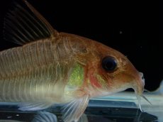 画像2: 【淡水魚】【通販】激レア コリドラス ギアネンシス マロニリバー産 ワイルド【1匹 サンプル画像】(±5cm)(コリドラス(生体)(熱帯魚)NKCR (2)
