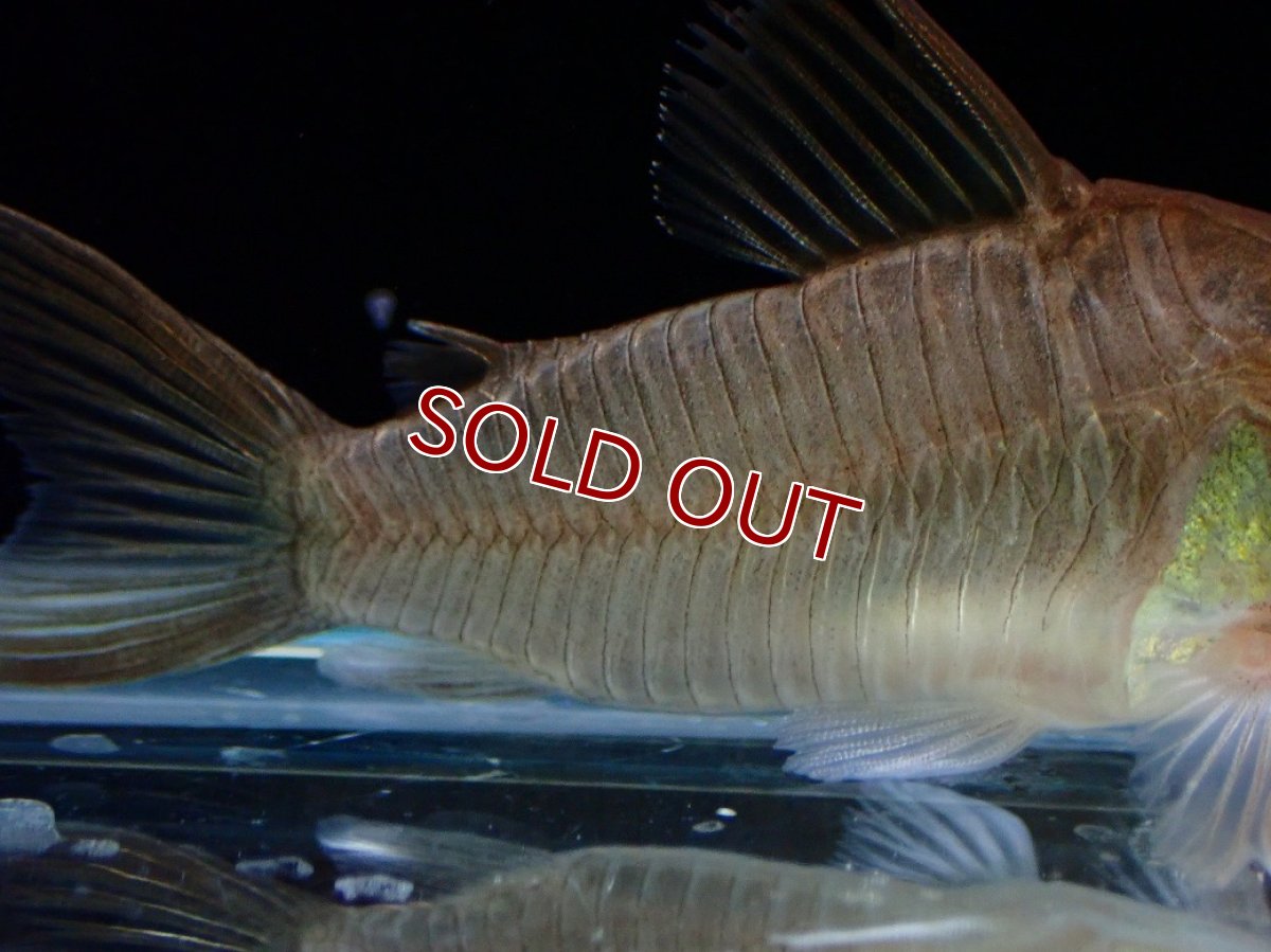 画像3: 【30%OFF対象商品30周年セール 淡水魚】【淡水魚】【通販】激レア コリドラス ギアネンシス マロニリバー産 ワイルド【1匹 サンプル画像】(±5cm)(コリドラス(生体)(熱帯魚)NKCR (3)