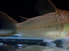 画像3: 【淡水魚】【通販】激レア コリドラス ギアネンシス マロニリバー産 ワイルド【1匹 サンプル画像】(±5cm)(コリドラス(生体)(熱帯魚)NKCR (3)