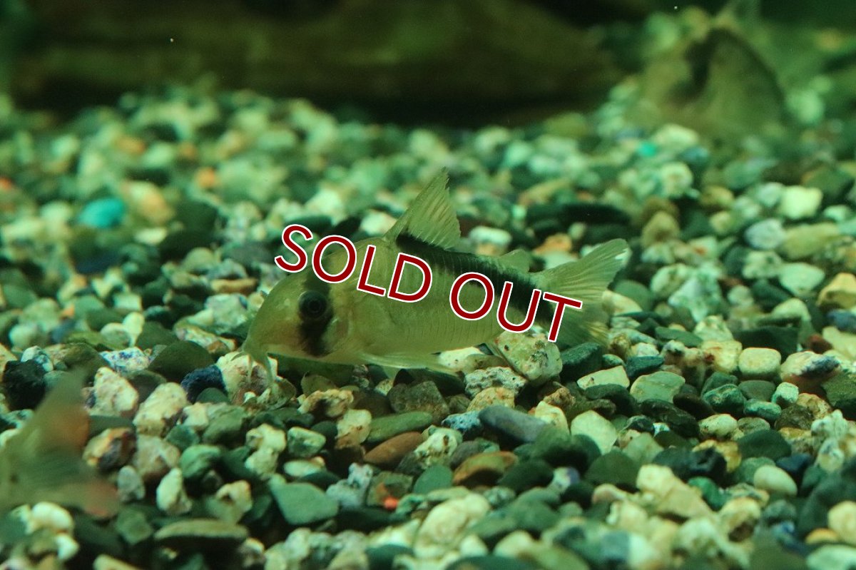 画像1: 【30%OFF対象商品30周年セール 淡水魚】【淡水魚】【通販】コリドラス ショートノーズメガメタエ コロンビア産 ワイルド【1匹 サンプル画像】(±4cm)(生体)(熱帯魚)NKCR (1)