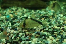 画像1: 【淡水魚】【通販】コリドラス ショートノーズメガメタエ コロンビア産 ワイルド【1匹 サンプル画像】(±4cm)(生体)(熱帯魚)NKCR (1)