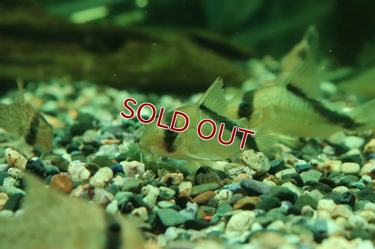 画像2: 【30%OFF対象商品30周年セール 淡水魚】【淡水魚】【通販】コリドラス ショートノーズメガメタエ コロンビア産 ワイルド【1匹 サンプル画像】(±4cm)(生体)(熱帯魚)NKCR (2)