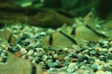 画像2: 【淡水魚】【通販】コリドラス ショートノーズメガメタエ コロンビア産 ワイルド【1匹 サンプル画像】(±4cm)(生体)(熱帯魚)NKCR (2)