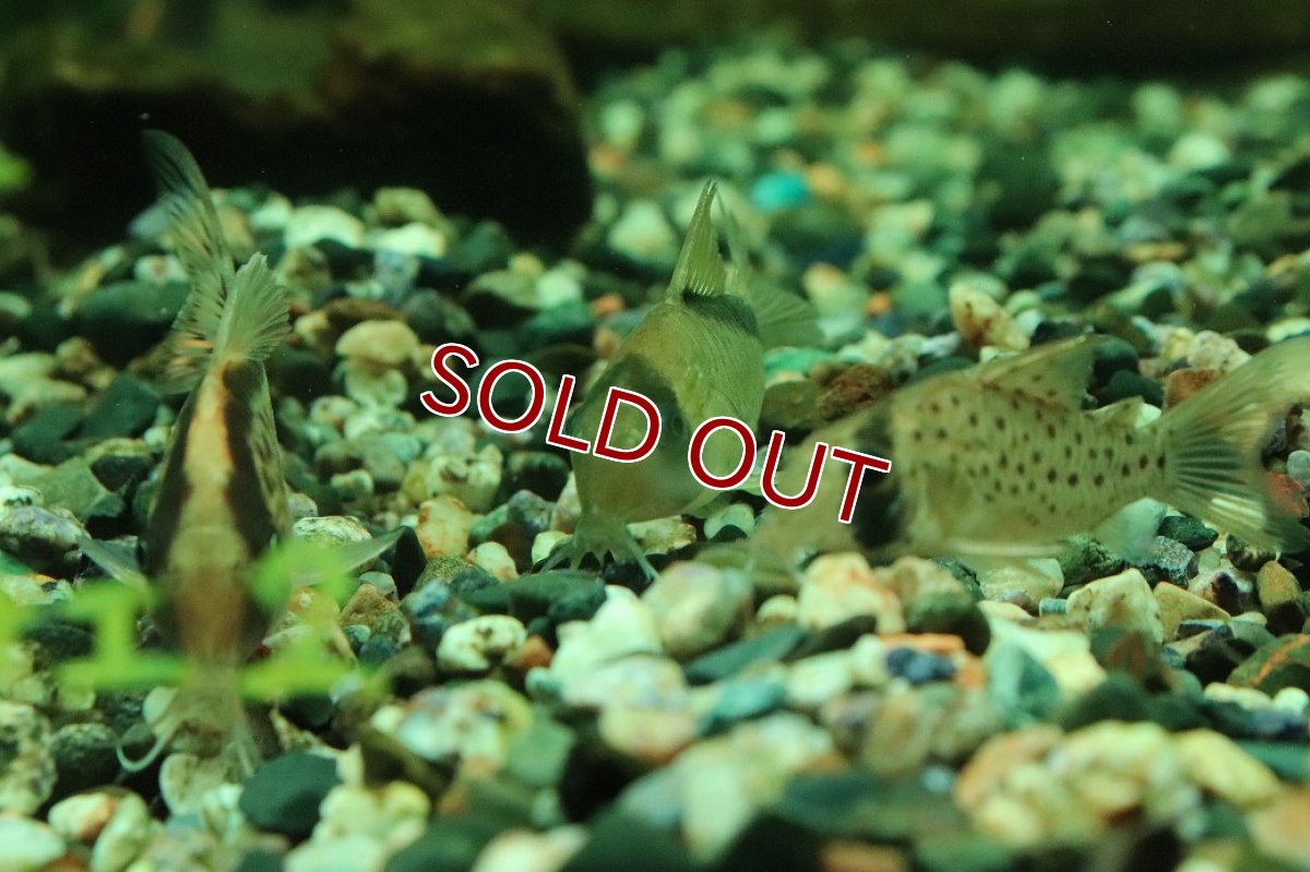 画像3: 【30%OFF対象商品30周年セール 淡水魚】【淡水魚】【通販】コリドラス ショートノーズメガメタエ コロンビア産 ワイルド【1匹 サンプル画像】(±4cm)(生体)(熱帯魚)NKCR (3)