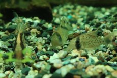 画像3: 【淡水魚】【通販】コリドラス ショートノーズメガメタエ コロンビア産 ワイルド【1匹 サンプル画像】(±4cm)(生体)(熱帯魚)NKCR (3)