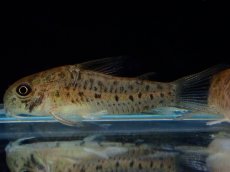 画像1: 【淡水魚】【通販】レア種 コリドラス cf ミトゥセーニョ ワイルド【1匹 サンプル画像】(±3cm)(コリドラス)(生体)(熱帯魚)NKCR (1)